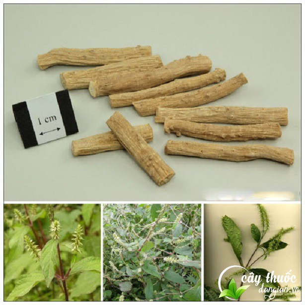 Một số bài thuốc chữa bệnh từ ngưu tất